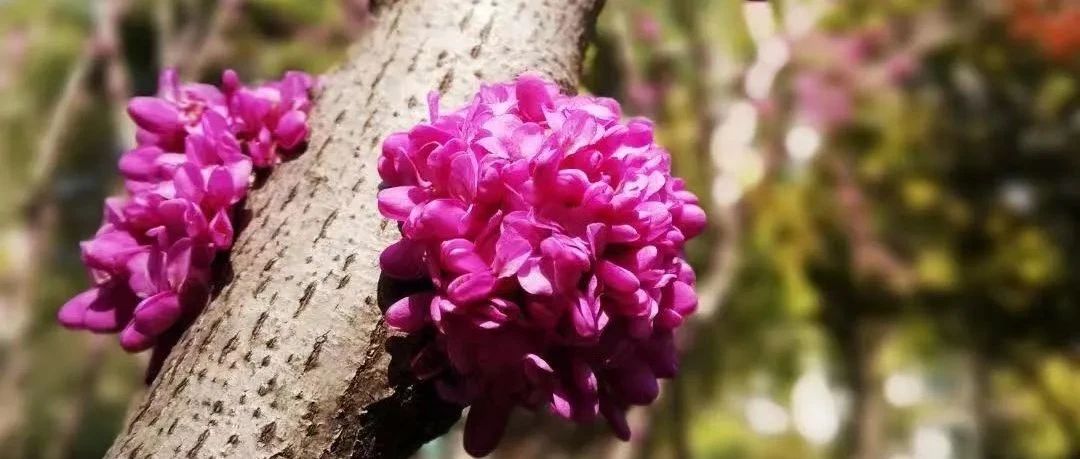 人间最美四月天